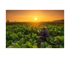פרימיום בנדלים