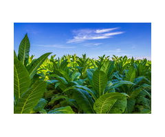 סיגרים בבנדלים